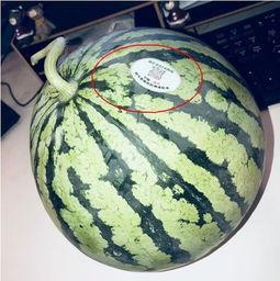 伦敦吃瓜网红是谁啊,揭秘“吃瓜达人”的真实身份 第1张 伦敦吃瓜网红是谁啊,揭秘“吃瓜达人”的真实身份 第1张